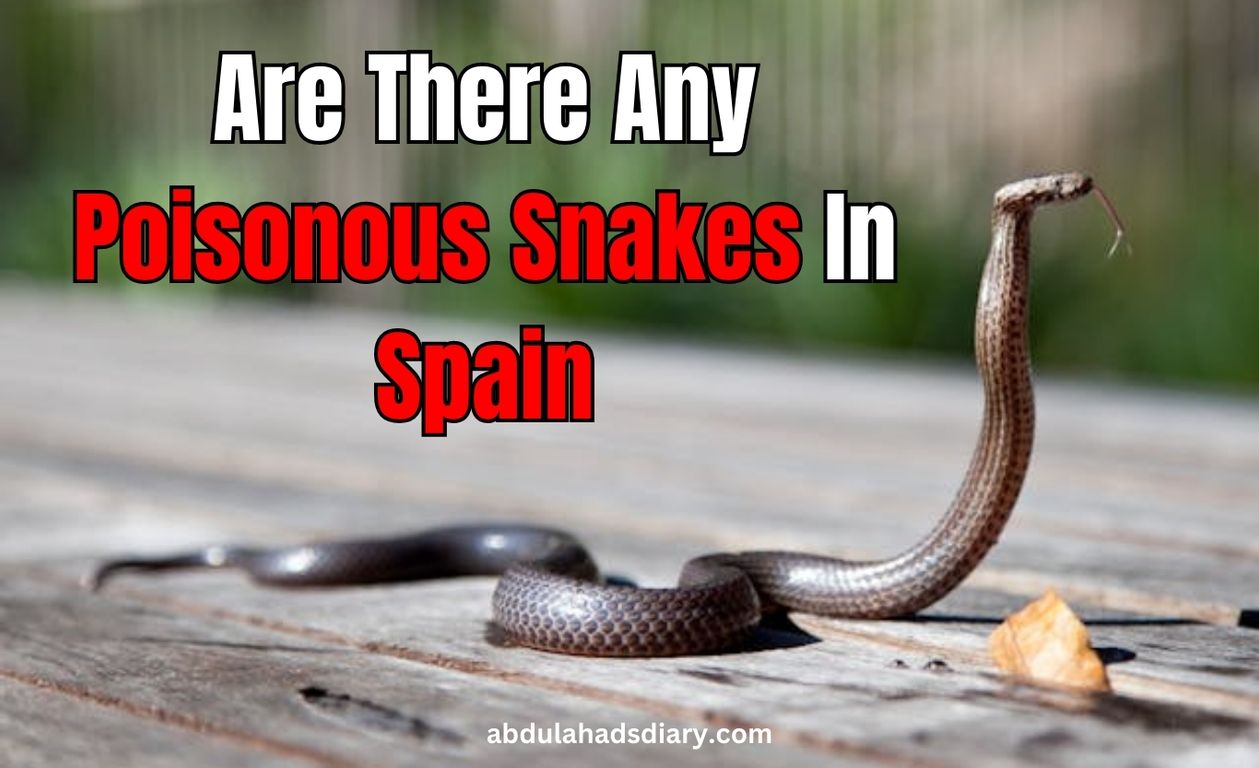 Are There Any Poisonous Snakes In Spain – A Research Overview